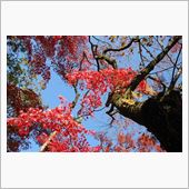 2013,秋。。。輪王寺逍遥 ...