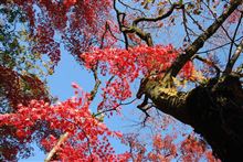 2013,秋。。。輪王寺逍遥園編