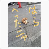 久しぶりのジョーは