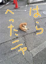 久しぶりのジョーは