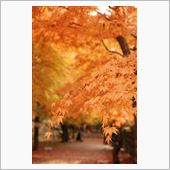 紅葉を見に行く