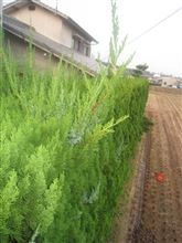 庭木の剪定＆初孫の七五三参り＆モリ屋のぶっ掛けまでは良かったが！