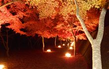 山中湖紅葉回廊・・・きょうまで。