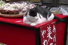好きな町、近江八幡へ かわいい猫たち