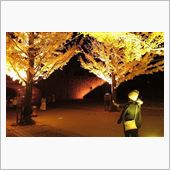 イチョウ並木　ライトアップ