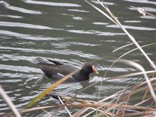 なんとなくいつもと様子が違った鳥(カワウ・サギ) なんとなくいつもと様子が違った鳥(カワウ・サギ)