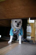 　新たに購入したリールを試しに　いつもの多摩川へ・・・・　