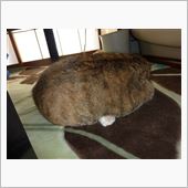 寒い日は・・・