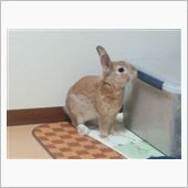 夏毛バッサバサ