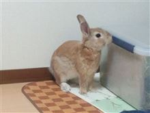 夏毛バッサバサ