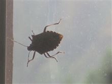 コヤツラも冬支度？