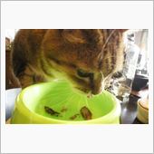 殿の新しいご飯の器を、買いま ...