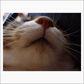 ナナちゃんの・・・・・モ！