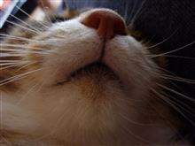 ナナちゃんの・・・・・モ！