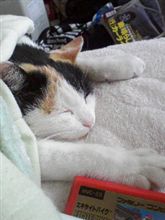 古いＳＤカードが壊れた