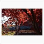 上田のお城へ紅葉を見に行って ...