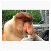 まるで、テングザルみたいっす ...