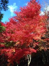 ﾌﾟﾘｳｽ12カ月点検＆７７７７ｷﾛ＆紅葉を見に！