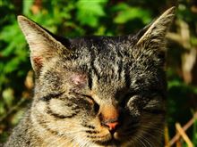 利根川野良猫物語