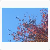 紅葉？