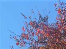 紅葉？