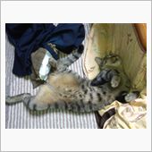 ＭＴか？ＡＴか？車により選択 ...