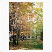 北海道の紅葉もなかなかです. ...
