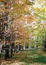 北海道の紅葉もなかなかです.....