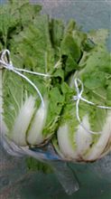 今日の収入？間違った～「今日の収穫」だった（笑）