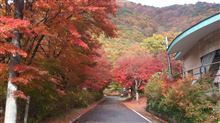 紅葉ハンター(^_^)