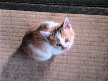 寒いので猫じゃらしより抱っこしてニャ