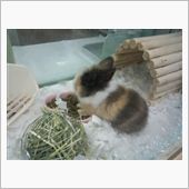 ライオンラビット