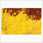昭和記念公園の黄葉&amp;紅葉