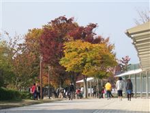 京都の紅葉は