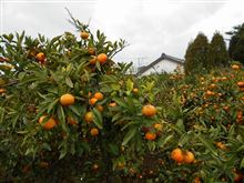 おおおおお！（＠＾０＾＠）オレンジですか？ハンターですよ！みかん狩りでした☆