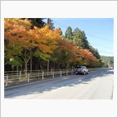 紅葉を求めて