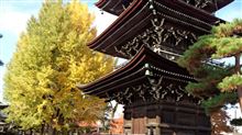 国分寺の大イチョウの紅葉具合