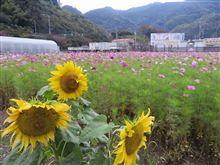 やきつべの道（焼津市花沢の里）