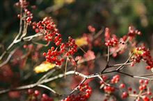 ぶらり紅葉の旅