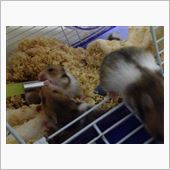 ハムスターが生まれたので貰っ ...