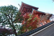 2013.　成田山公園紅葉