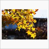 箱根の紅葉♪