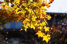 箱根の紅葉♪