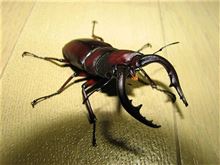 明日は戦場