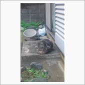 まんまるねこおやじ