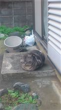 まんまるねこおやじ