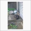 まんまるねこおやじ