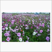 紅葉？秩父下久保・浦山ダムと ...