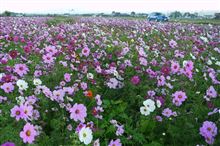 紅葉？秩父下久保・浦山ダムと広河原逆川林道へ
