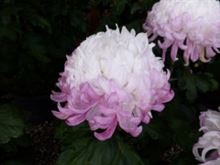 菊も赤く